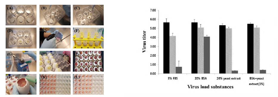 접종액에 따른 바이러스 생존율 및 소독제 처리 효과