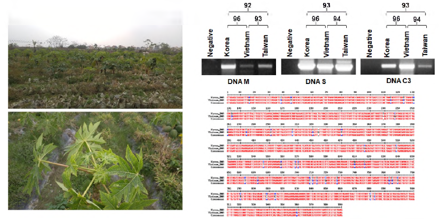 Milk vetch dwarf virus，which was identified in papaya in Korea，was also found in Vietnam and was more similar than that found in Taiwan in nucleic acid sequence. In addition， MVDV has also been found in tomatoes and peppers grown near papaya farms，which is the first report of MVDV in the family Solanaceae