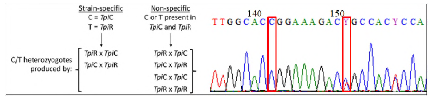 Tpi 유전자의 parental crosses and chromatogram. Strain specific indicator and below are the types of crosses that can produce heterozygotes at the strain specific site. Map of selected Tpi chromatogram for Vietnam 3 showing corn strain specificity (homozygote). Corn specific strains have ’’C’’ on their 142nd sequence. The non-strain specific site can be seen on the 151st sequence，and ’’C/T’’ (’’Y’’) can be present for either corn or rice strains (Nagoshi et al.，2019)