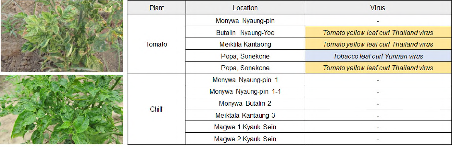 Viruses detected from Myanmar：Tomato yellow leaf curl Thailand virus, Tobacco leaf curl Yunnan virus (recombinant with Ageratum yellow vein virus)