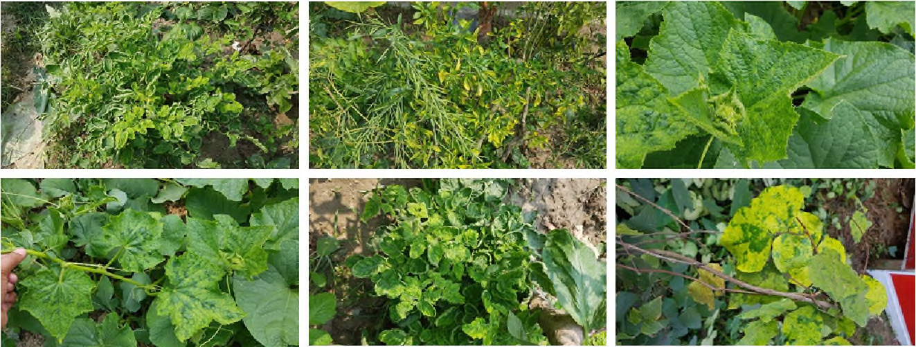 Viruses detected from Bangladesh：Tomato leaf curl New Delhi Virus, Bitter Gourd yellow vein virus, Tomato leaf curl joydebpur virus, Tomato leaf curl Bangladesh virus, Squash leaf curl China virus, Croton yellow vein mosaic virus, Dolichos yellow mosaic virus, Bhendi yellow vein mosaic virus, Papaya leaf curl virus