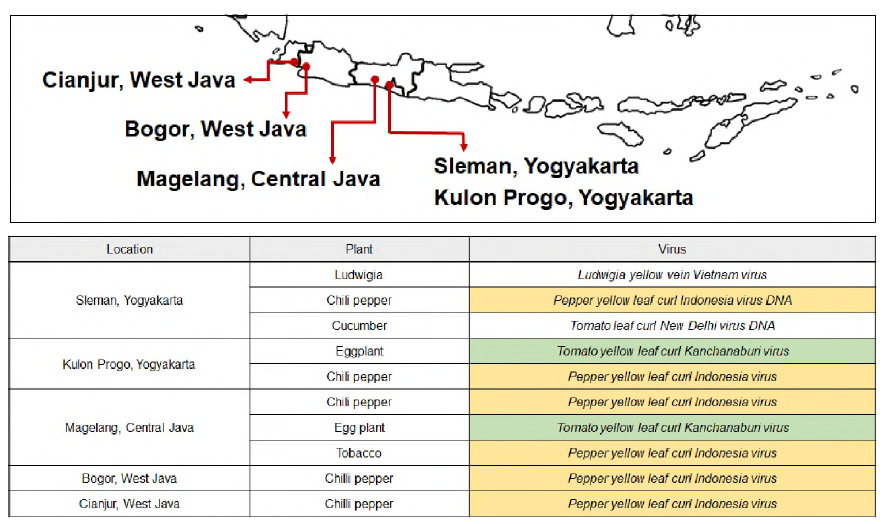 Viruses detected from this country: Pepper yellow leaf curl Indonesia virus，Tomato leaf curl Kanchanaburi virus，Ludwigia yellow vein Vietnam virus，Tomato yellow leaf curl Indonesia virus and Tomato yellow leaf curl New Delhi virus