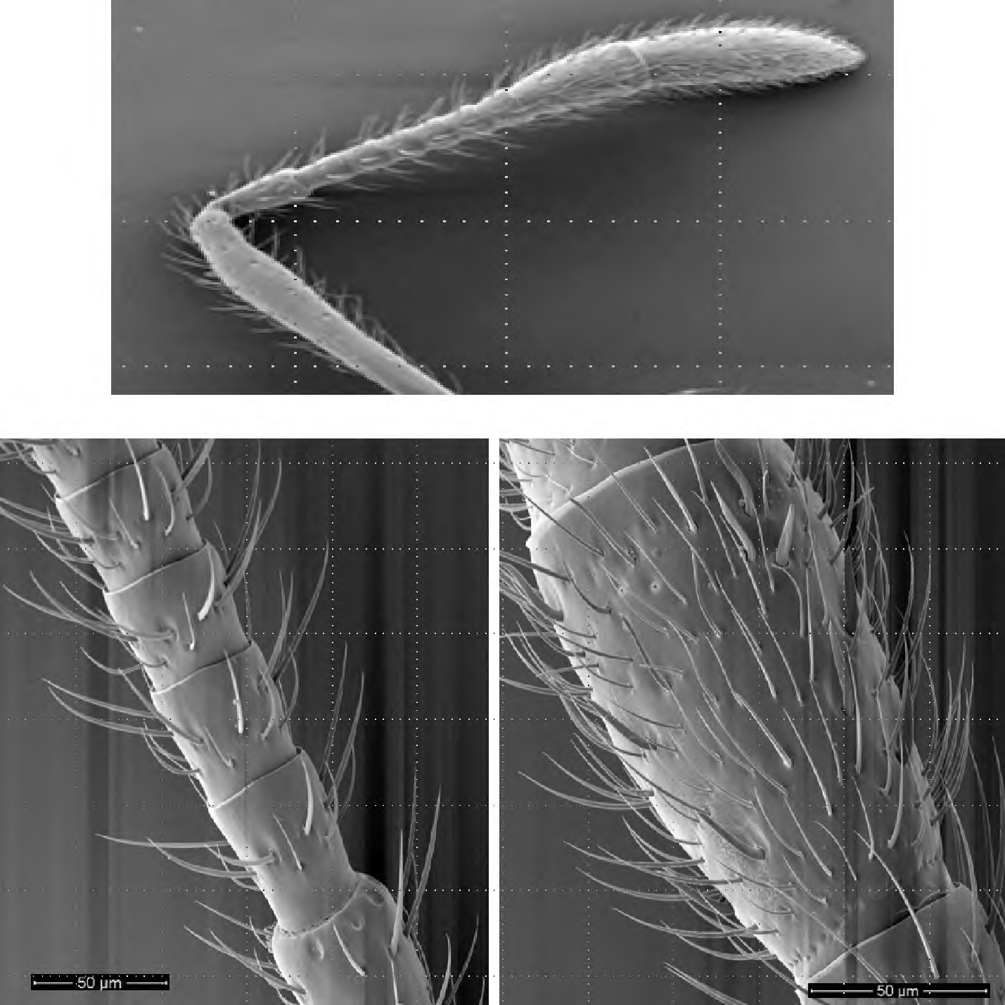 주사전자현미경 관찰을 통한 붉은불개미의 안테나 전체구조(상), 곤봉부에서 3번째~8번째마디(아래 왼쪽), 곤봉부 2번째마디(아래 오른쪽)