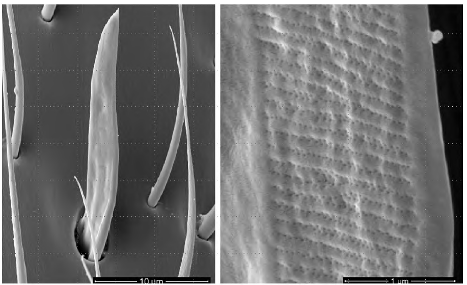 주사전자현미경 관찰을 통한 붉은불개미 안테나의 돌출감각기