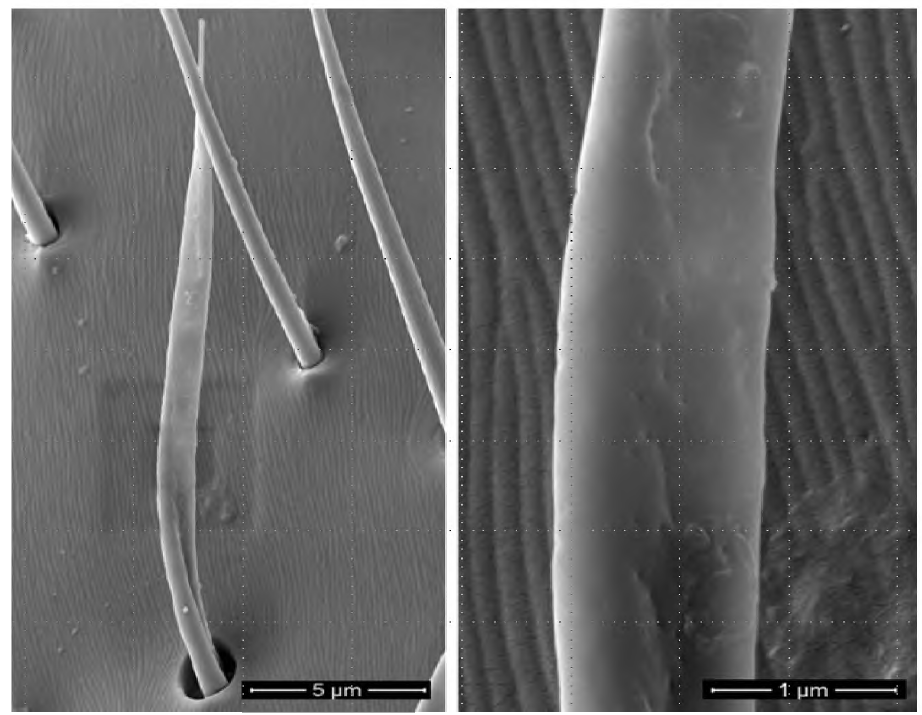 주사전자현미경 관찰을 통한 붉은불개미 안테나의 털감각기