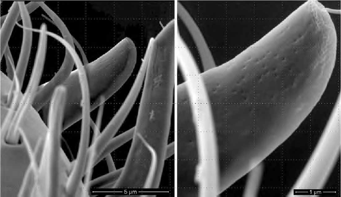 주사전자현미경 관찰을 통한 붉은불개미 안테나의 판상감각기