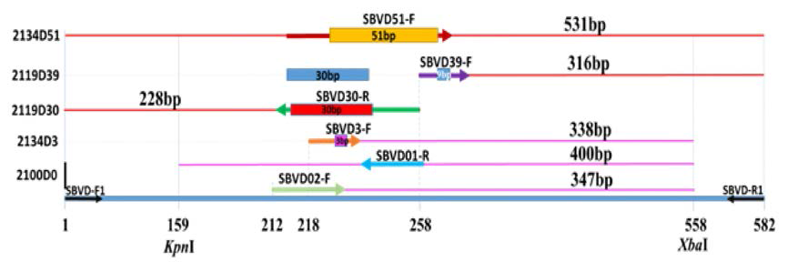 표준 DNA합성 부위 및 PCR 산물 사이즈