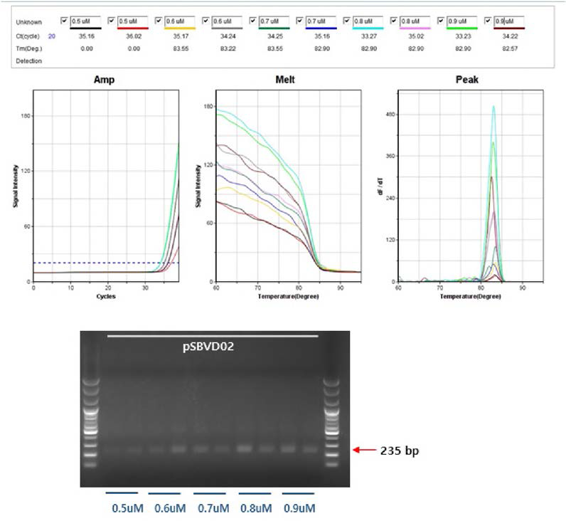 PSBVD02 template를 사용하여 D02 특이 프라이머의 농도 선정