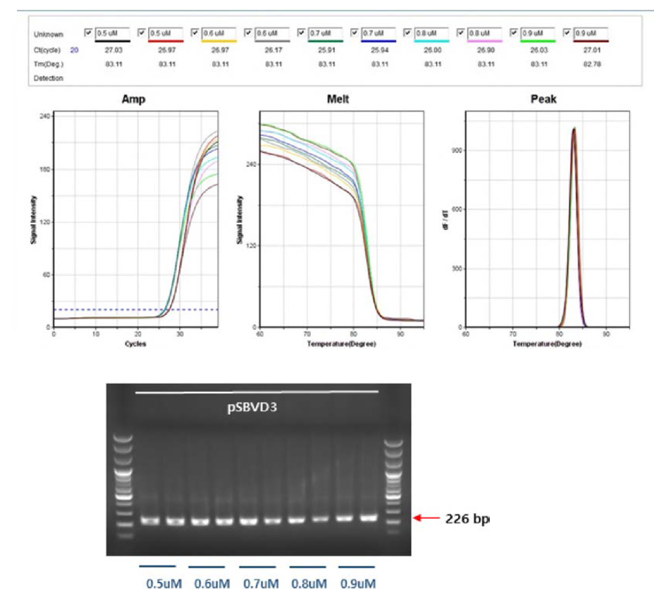 pSBVD03 template를 사용하여 D03 특이 프라이머의 농도 선정