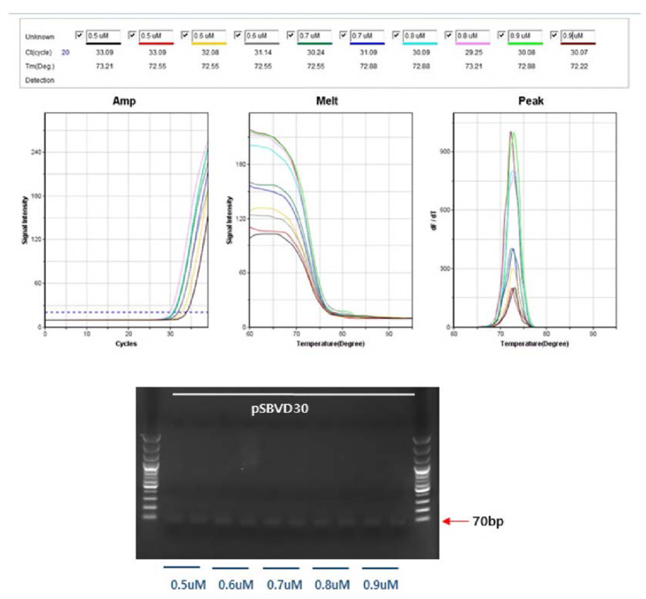 pSBVD30 template를 사용하여 D30 특이 프라이머의 농도 선정