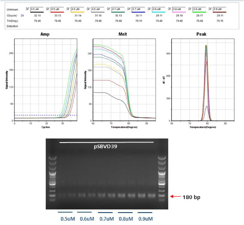 PSBVD39 template를 사용하여 D39 특이 프라이머의 농도 선정