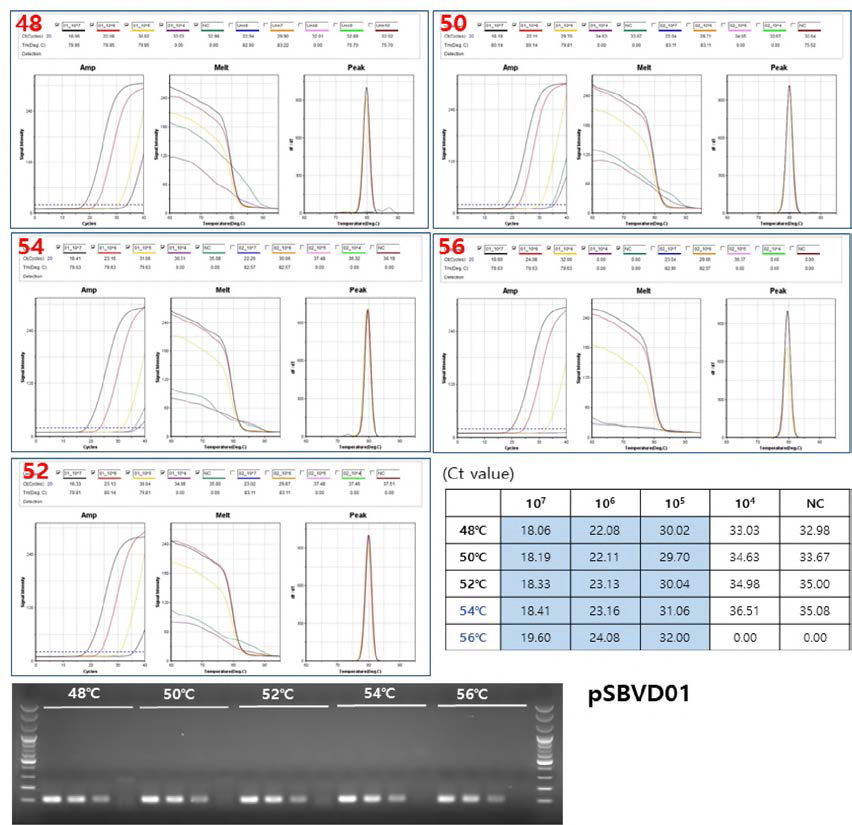 pSBVD이을 민감도 측정 및 PCR 최적 조건