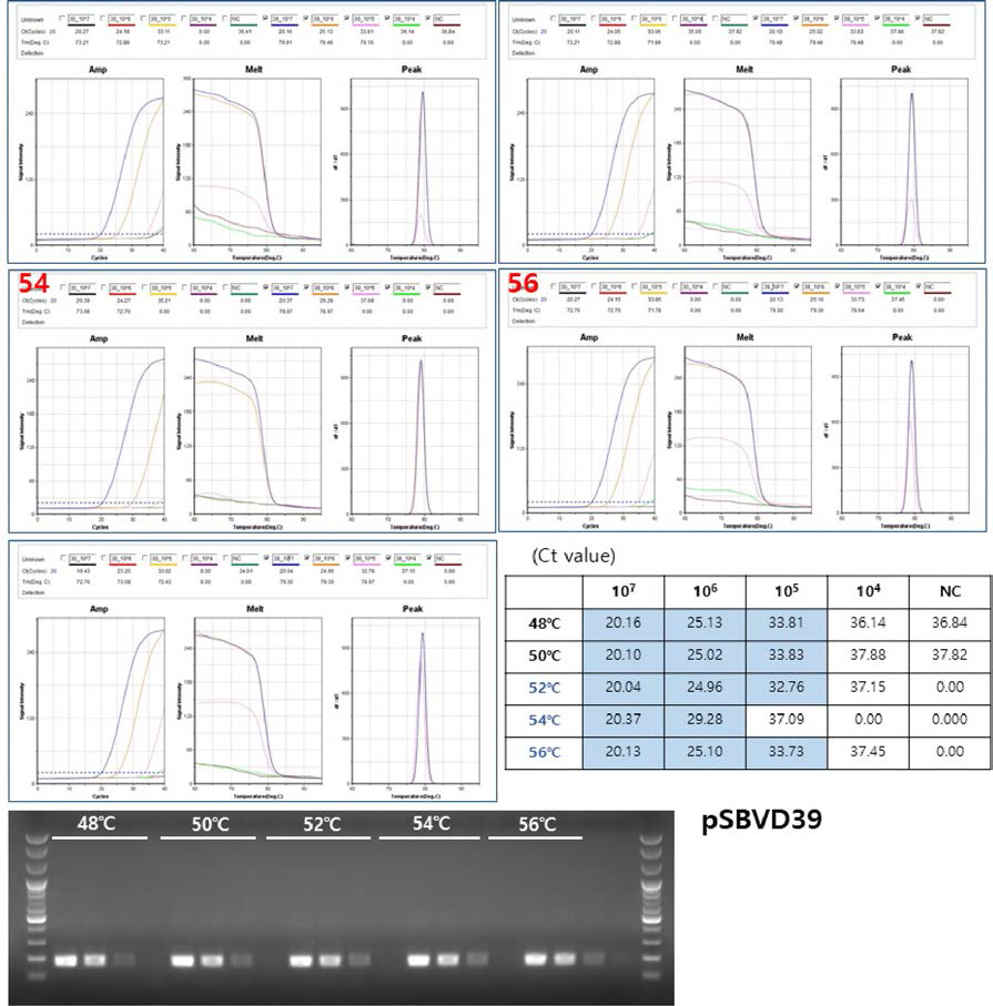 pSBVD39을 민감도 측정 및 PCR 최적 조건