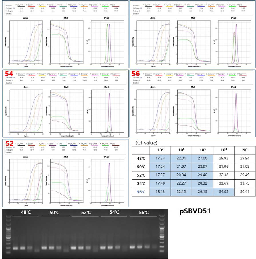 PSBVD51을 민감도 측정 및 PCR 최적 조건