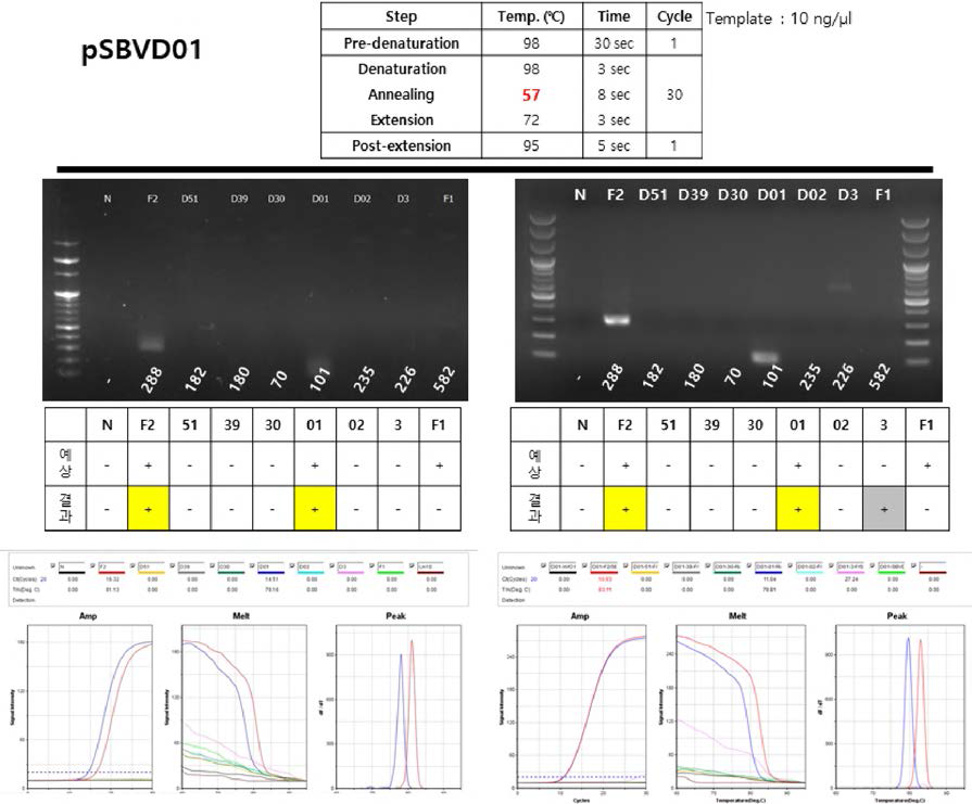 Annealing 온도를 57도로하여 pSBVDOl 프라이머의 특이도 확인