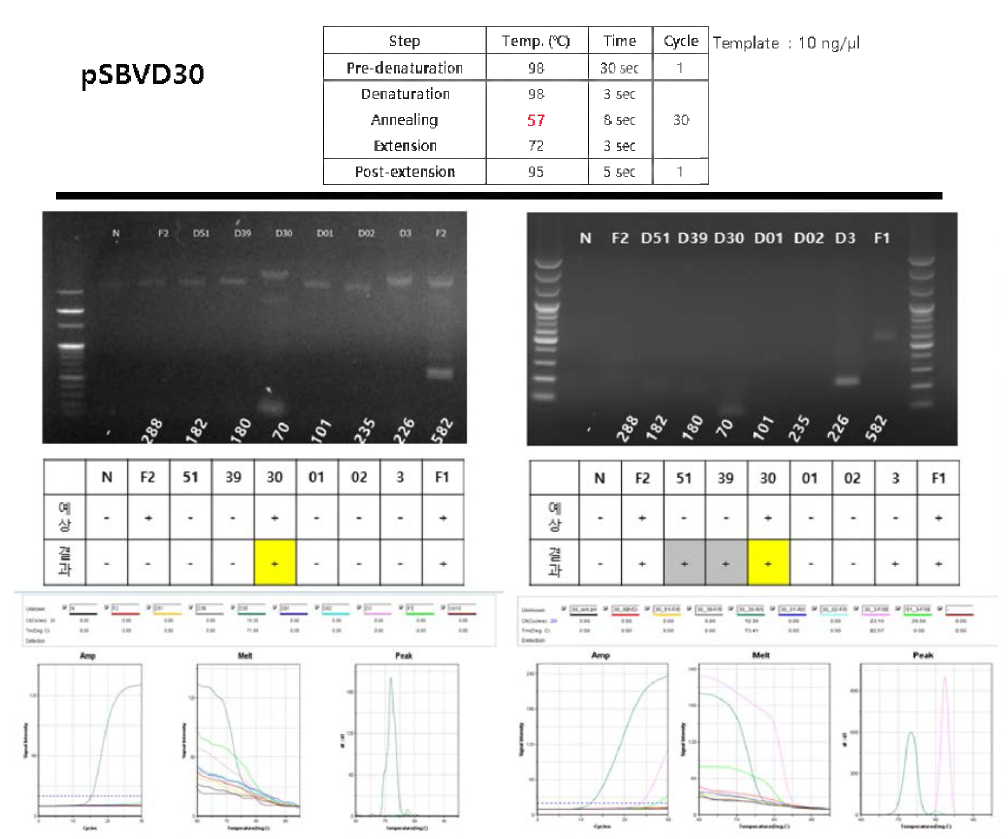 Annealing 온도를 57도로하여 pSBVD30 프라이머의 특이도 확인