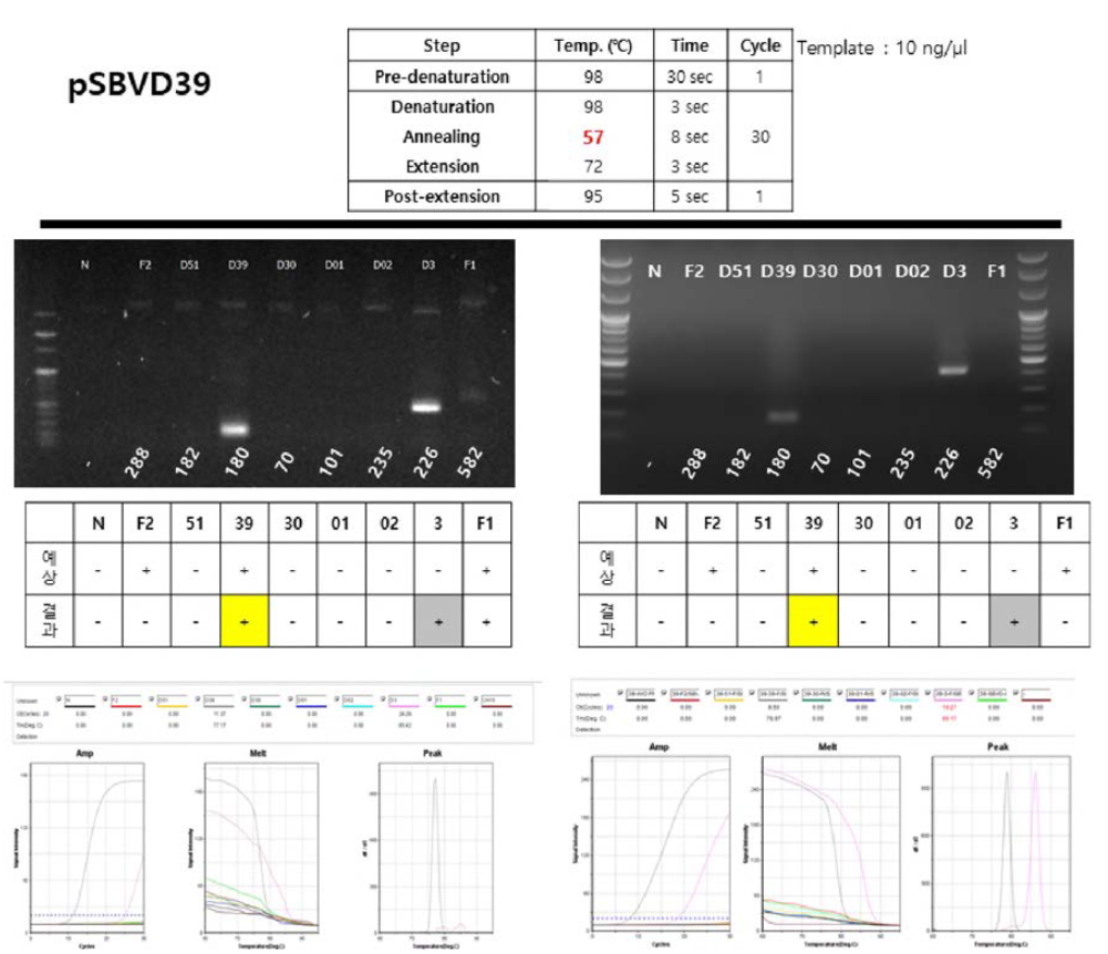 Annealing 온도를 57도로하여 pSBVD39 프라이머의 특이도 확인