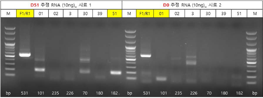 시료1과 2 RT-PCR 후 전기영동 결과 사진