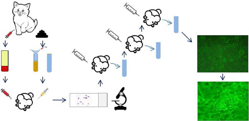 톡소플라즈마 원충의 마우스 및 세포 내 접종•계대방법 모식도
