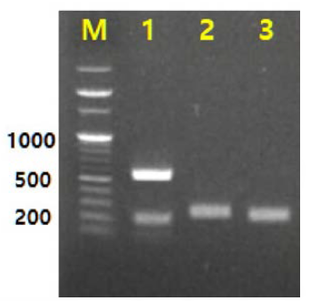 국가표준진단액 생산용 T. gondii RH strain의 PCR-RFLP 결과 M： Marker, 1： GRA6, 2： 5’-SAG2, 3： 3’-SAG2