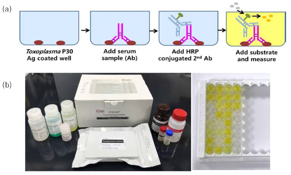 항체검사에 사용된 ELISA 검사 키트와 결과 사진(a) 및 원리와 절차(b)