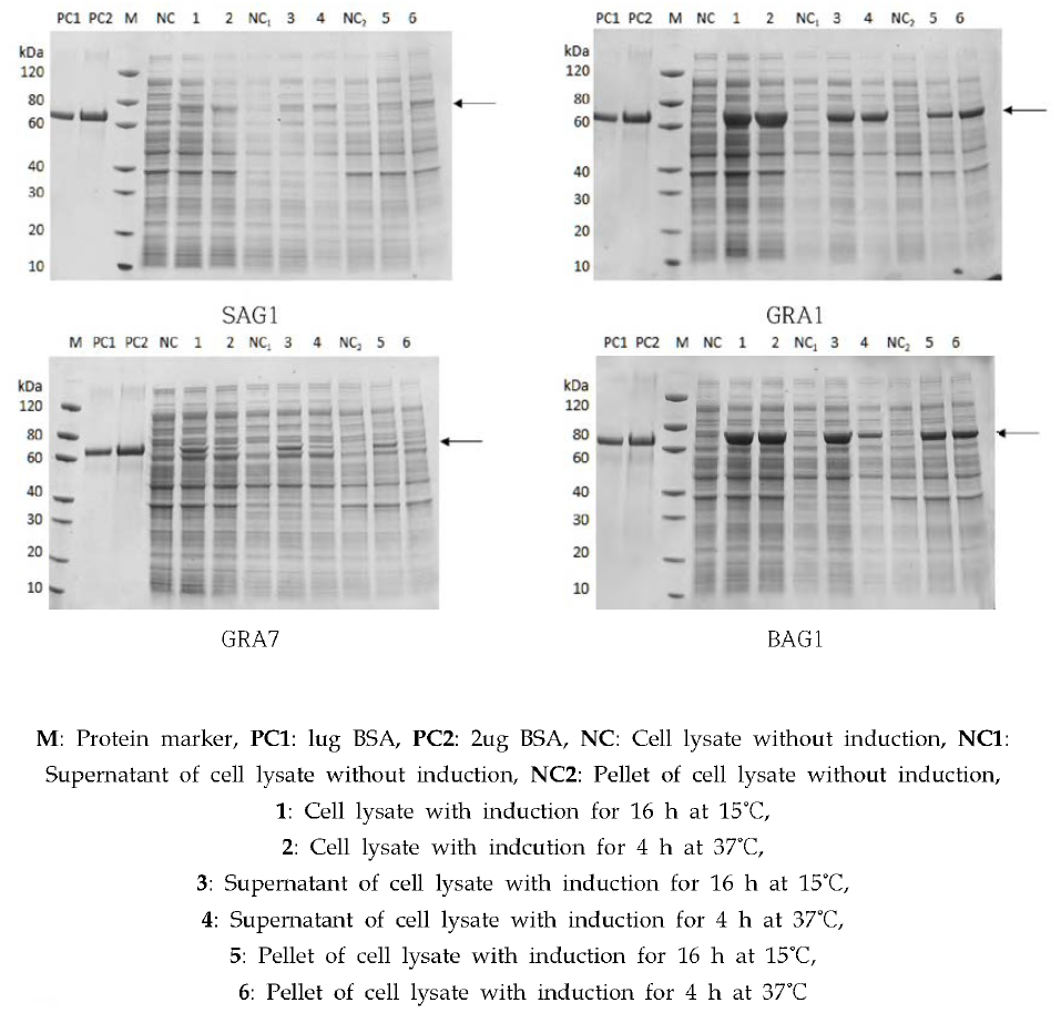 재조합 단백질 SAG1, GRA1, GRA7, BAG1 의 발현조건에 따른 성상 확인
