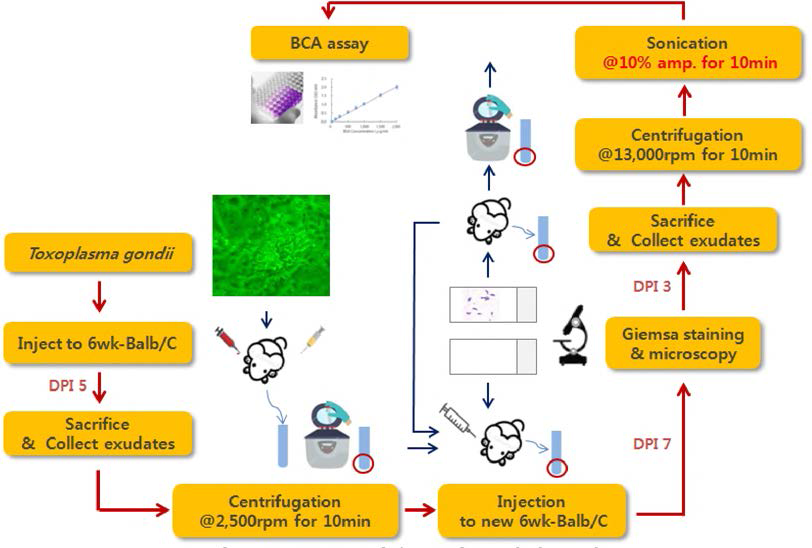 T. gondii 마우스 접종 시험 모식도