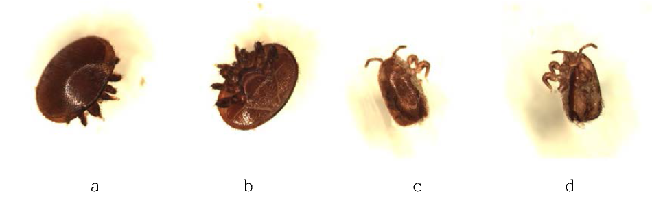 Varroa destructor 및 Tropilaelaps spp.악 형태: a . Varroa destructor 배면; b . Varroa destructor 복면; c. Tropilaelaps spp. 배면; d. Tropilaelaps spp. 복면