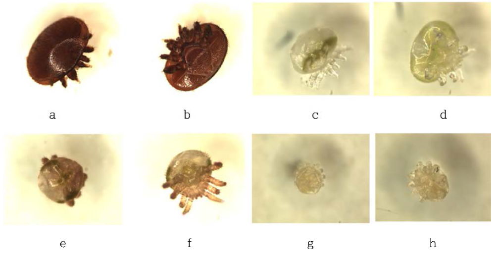 Varroa destructor 암컷 및 성충의 형태. a. 암컷 성충 배면; b. 암컷 성충 복면; c. 암컷 약충 배면; d. 암컷 약충 복면; e. 수컷 성충 배면; f. 수컷 성충 복면; g. 수컷 약충 배면; h. 수컷 약충 복면