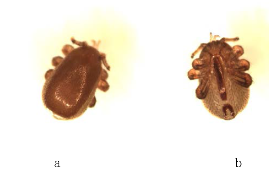 Tropilaelaps spp.의 형태. a . Tropilaelaps spp. 등면; b . Tropilaelaps spp. 배면