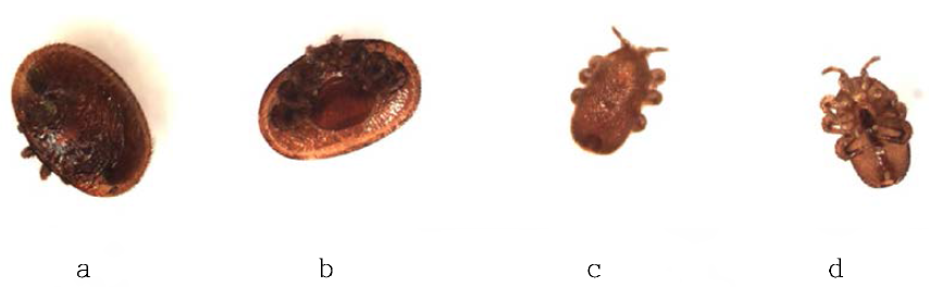 Varroa destructor 및 Tropilaelaps spp.의 형태: a. Varroa desfructor 배면; b. Varroa destructor 복면; c. Tropilaelaps spp. 배면; d. Tropilaelaps spp. 복면