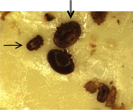 응애 구제 strip 에서 Varroa destructor (=>) 및 Tropilaelaps spp. (->)의 복합갑염 확인