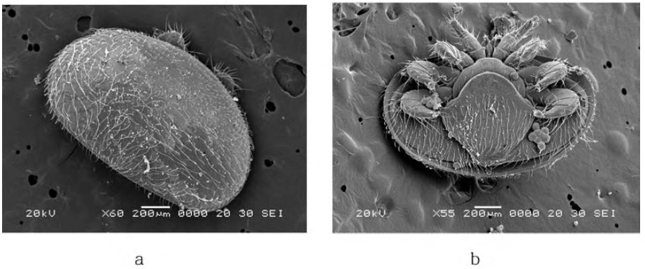 Varroa destructor의 비교 전자현미경(SEM) 사진. a . 암컷 성충 배면; b. 암컷 성충 복면