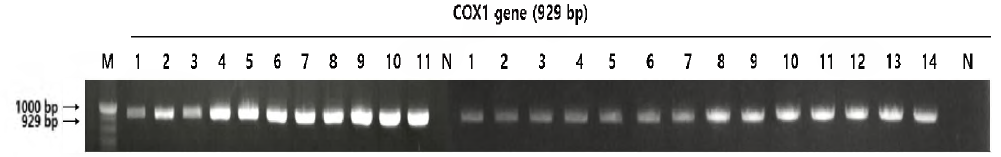 채집된 바로아 응애(Varroa spp.)의 mtDNA Coxl gene PCR product 전기영동 결과. lane M： size marker (lOObp)； lane N： Negative