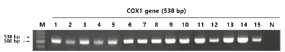 채집된 가시 응애 ( Tropilaelaps spp.)의 mtDNA Coxl gene PCR product 전기영동 결과. lane M: size marker (100bp)； lane N: Negative