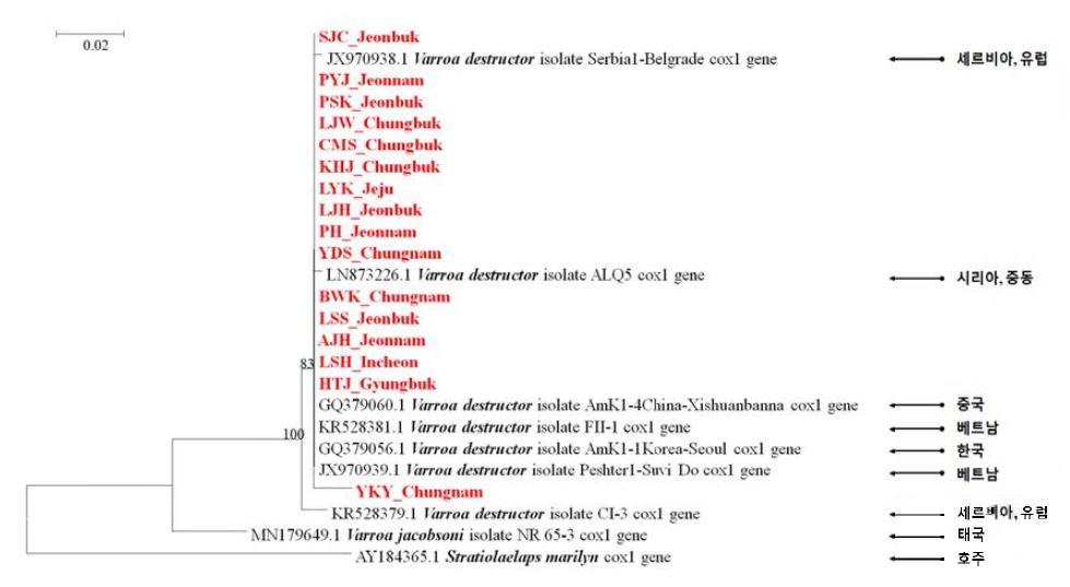 Phylogenetic tree based on COX1 gene sequences among the Varroa spp