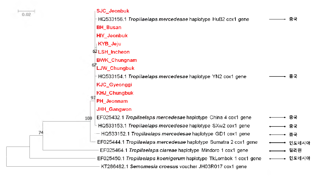 Phylogenetic tree based on COX1 gene sequences among the Tropilaelaps spp. collected in this study and related species. Numbers at nodes indicated bootstrap percentage(above 50%) based on 1000 resampled data sets. Bar, 0.02 substitutions per nucleotide position