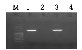 C. perfringens의 beta 2 독소 PCR. Lanes: M, 100 bp plus ladder; 1, cpb2 positive control (1.37 kb); 2 and 4, negative samples; 3, positive sample