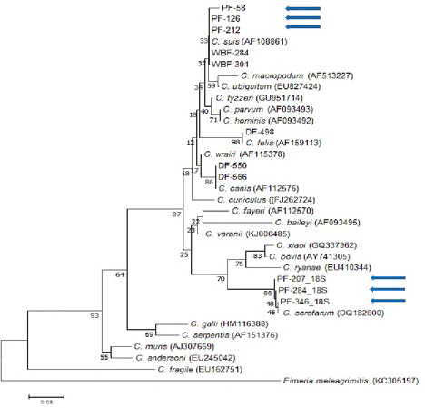 검출된 와포자충의 18S rRNA 유전자 분석 결과. A phylogenetic tree was constructed using the neighbor-joining method and Kimura 2-parameter model. The sequences identified in this study were indicated with blue arrows. The scale bar indicated the number of substitutions per nucleotide
