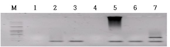 십이지장편모충 nested PCR 전기영동 결과. A nested PCR of the 18S rRNA gene fragments of Giardia spp. from fecal samples of pigs. The expected size of amplicon was at 292 bp. Lanes: M, 100 bp plus ladder; 7, a positive sample; and the others, negative samples