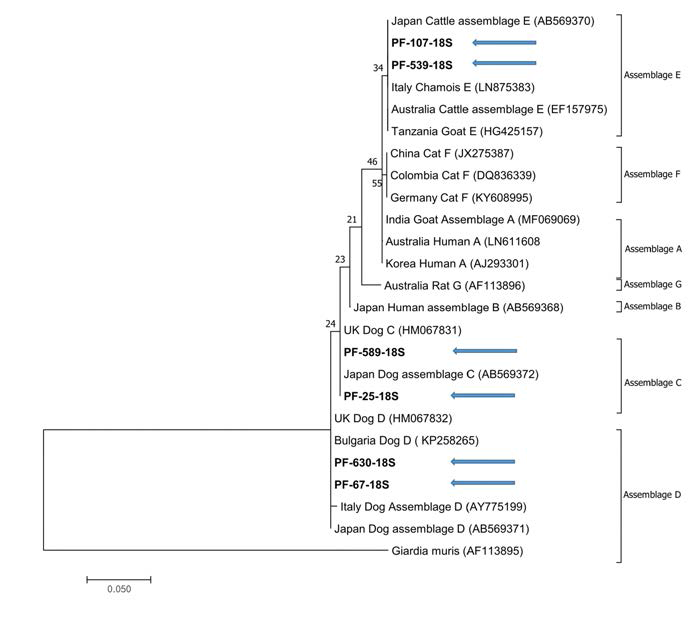 십이지장편모충(Giardia duodenalis)의 18S rRNA 유전자 분석 결과. A phylogenetic tree of the 18S rRNA gene in Giardia duodenalis reported in this study and GenBank database. Isolate of this study was marked with a blue arrow and belonged to assemblages C, D, and E. The tree was constructed using the maximum likelihood method based on the Tamura-Nei model, and 1,000 resamplings were performed to support the topology shown. The scale bar indicated the number of substitutions per nucleotide