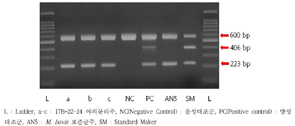 결핵 양성 야외 분리주에서 M, bovis PCR 결과