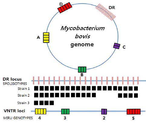결핵균 분자유전학적 분석법인 spoligotyping과 MIRU-VNTR 분석법