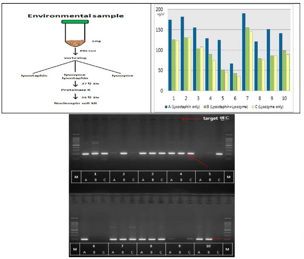 효소종류에 의한 추출DNA 농도(위) 및 PCR결과 비교(아래)