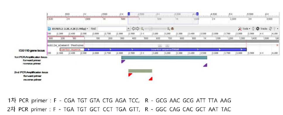 Nested PCR 위한 IS 6110 유전자 증폭 부위 및 1차, 2차 primer sets