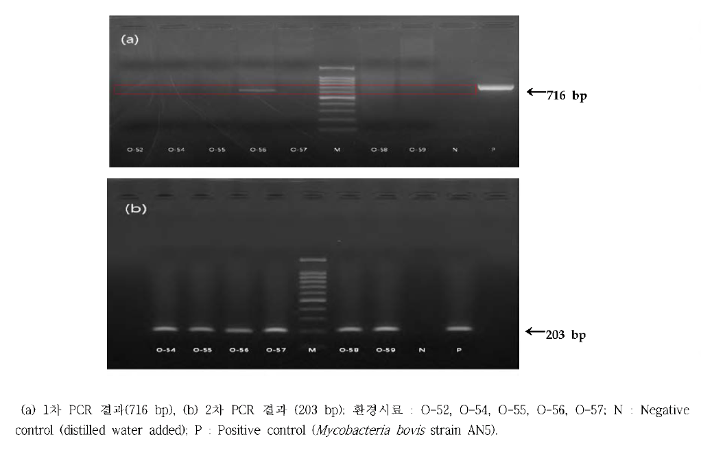 환경시료 추출 DNA의 Nested PCR 결과