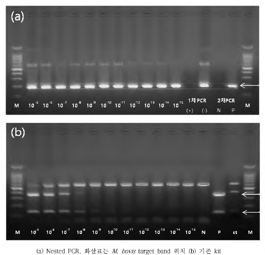 Nested PCR과 기존 kit의 검출한도 실험