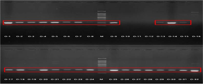 Nested PCR의 야외시료(분변, 물) 적용결과