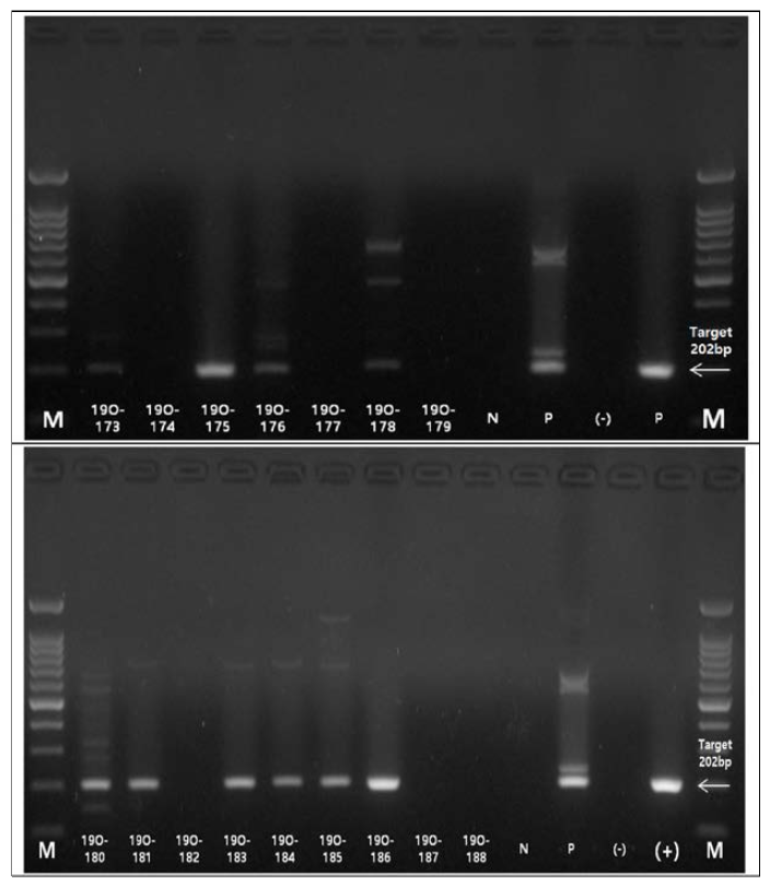 결핵병 발생농가 환경 시료 Nested PCR 결과