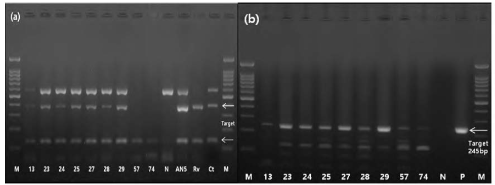 야생동물 조직 추출 DNA의 direct PCR 결과 (a) MTC detection kit, (b) M. bovis detection kit (멧돼지 13, 노루 23~74번 개체)